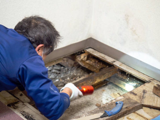 Reliable Gunter, TX Mold Remediation Solutions