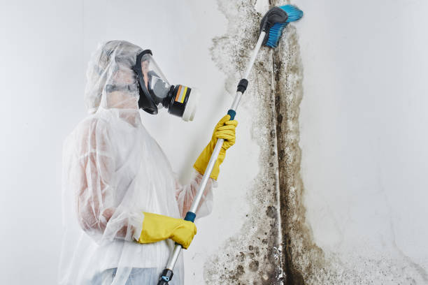 Best Residential Mold Remediation in Gunter, TX
