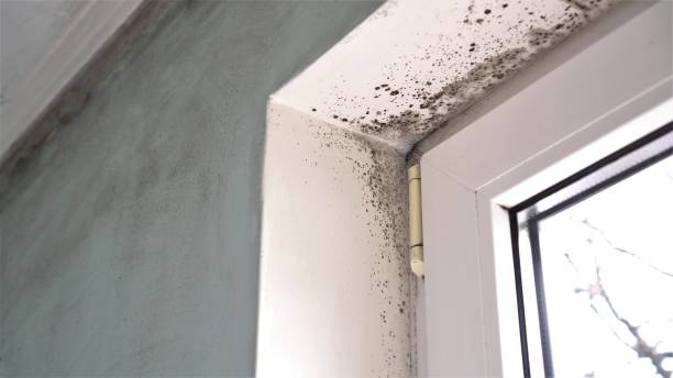 Best Basement Mold Remediation in Gunter, TX