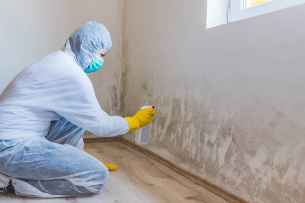 Professional Mold Remediation in Gunter, TX