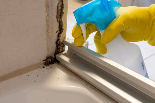 Best Insurance-Related Mold Remediation in Gunter, TX