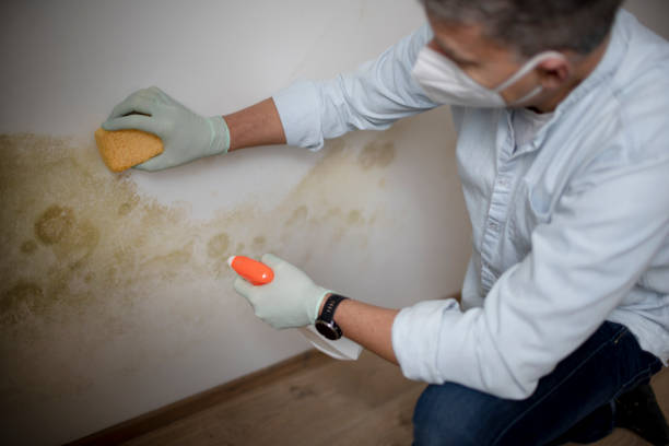 Best Mold Testing and Inspection Services in Gunter, TX