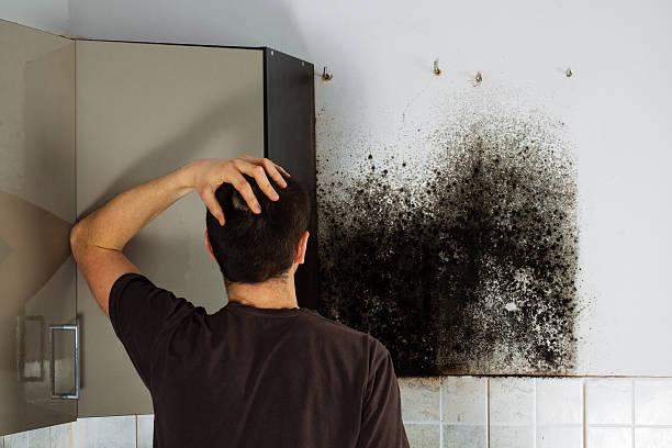 Best Emergency Mold Remediation in Gunter, TX
